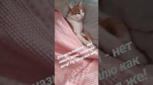 Кот спит как человек)