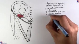 Бедренный канал - анатомия, топография - meduniver.com