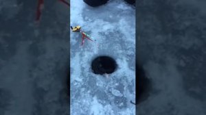 Форель зимой на креветку.