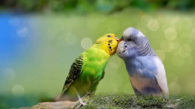 Божественно невероятно красивая музыка! Эту музыку можно слушать вечно! Как они прекрасны - Птицы ! смотреть онлайн