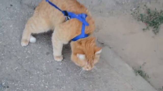 Рыжий кот притворился мертвым и не хочет никуда идти. Cat pretends dead смотреть онлайн