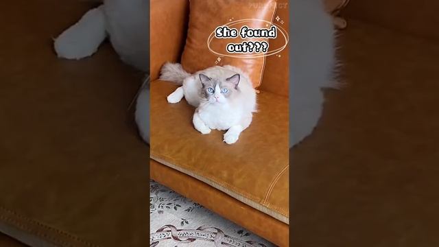 Cat cooks food #12 (funny cat cooking actions) Recipes from a cat смотреть онлайн