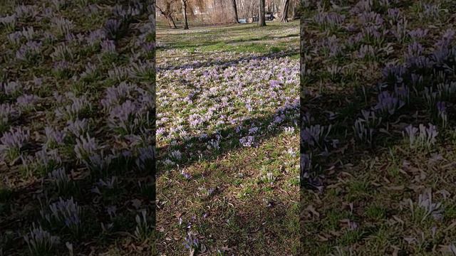 первоцвет в парке смотреть онлайн