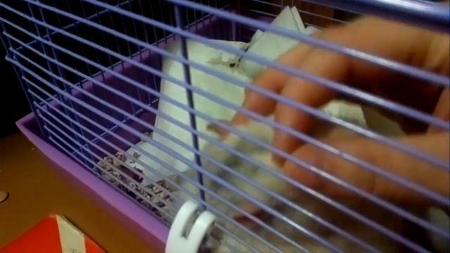 Ласковый крыс / Sweet rat смотреть онлайн