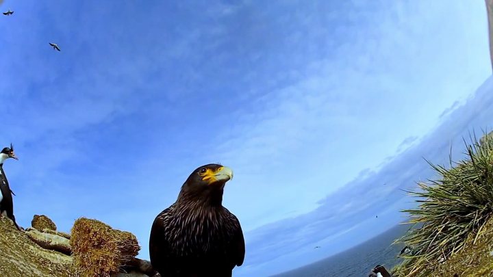 Птица похитила камеру и сняла видео о пингвинах смотреть онлайн