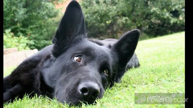 Стих про собаку смотреть онлайн