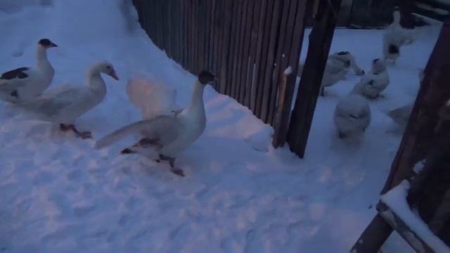 Гуси подпрыгивают,крыльями машут. Мы собираемся ехать в город за кормом для птицы.