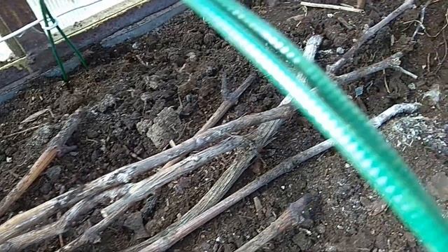 Виноград Ленинградской области. Открытие сезона на винограднике. смотреть онлайн