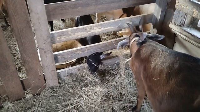 Утро у коз. Растут ли рога у обезроженных коз смотреть онлайн
