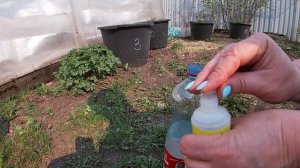 Избавляемся от сорняков.Тестирую препарат ЧИСТОГРЯД.11.05.2021