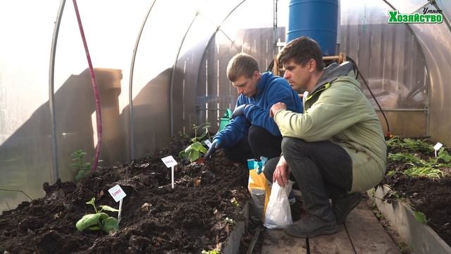 Золотые правила и правильные сроки посадки огурцов в грунт. смотреть онлайн
