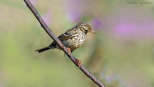 Голоса птиц как поёт Конёк луговый Anthus pratensis.mp4 смотреть онлайн