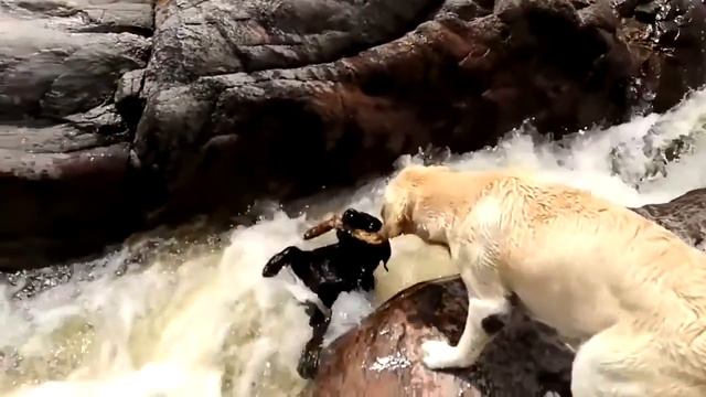 Настоящий друг всегда придет на помощь !!! смотреть онлайн