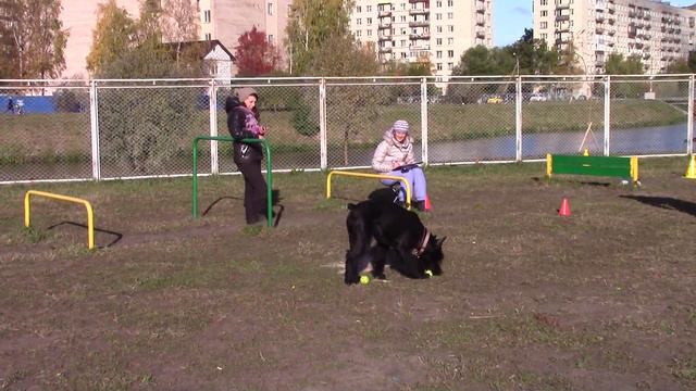 Тихонова Наталия и ризеншнауцер Тея соревнования SMART DOG 10.10.15 смотреть онлайн