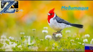 Захватывающие цвета природы Потрясающие цветы - Заставка для ТВ  Музыка для сна.