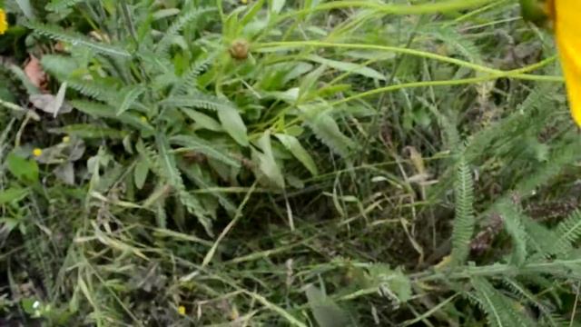 Жучок на цветке Лето Желтые цветы смотреть онлайн