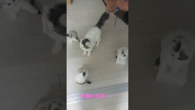 もかたんの４つ子の子育て奮闘気！！生後62日目！　#ねこのいる生活 　#ねこ　#ラガマフィン　#猫 #子猫　#赤ちゃん　#cat　#4つ子 　#育児　#いいねフォローしてください смотреть онлайн