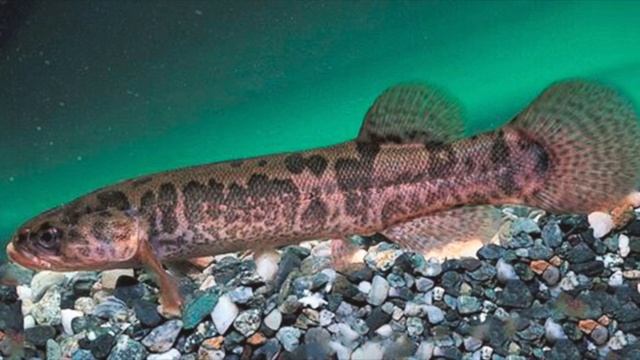 спят ли рыбы? Если спят, то как? Для детей смотреть онлайн