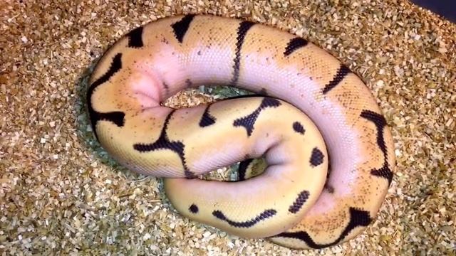 Ball Python Morph Spotlight: Fire Combos...and a Pastel Pied смотреть онлайн