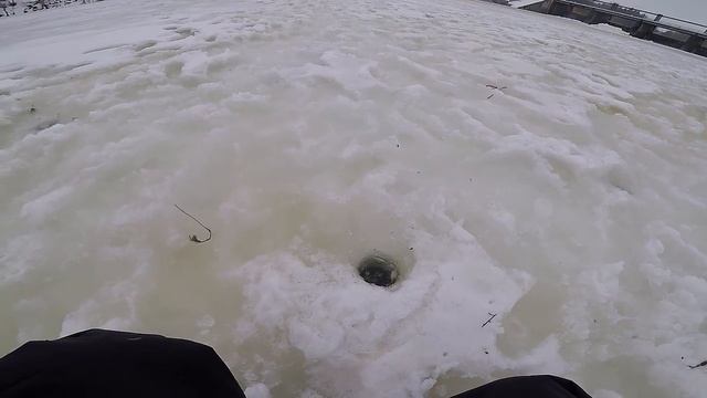 Рыбалка в Лебедине река Псёл.Ловля окуня зимой на мормышку.Повим рыбу возле дамбы.#Рыбалка смотреть онлайн