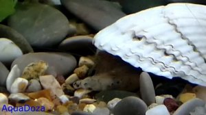 Креветки в аквариуме уход, содержание и размножение