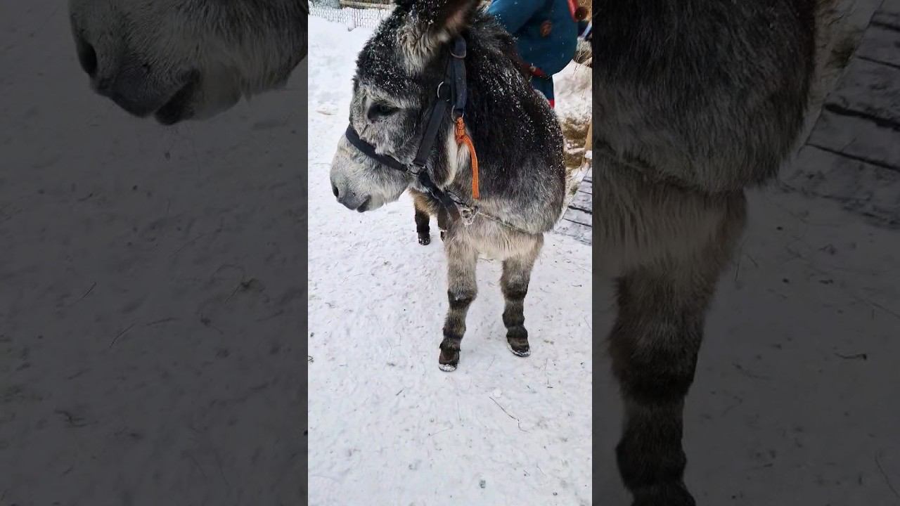 ▷Милый северный ослик◁ смотреть онлайн