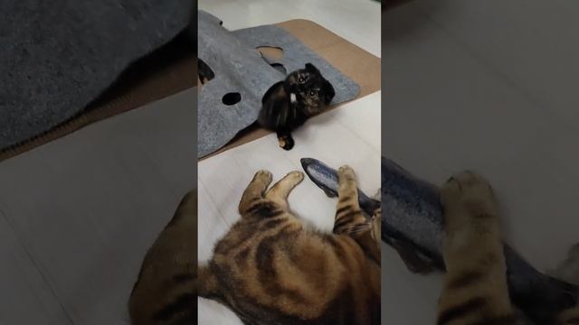 зачем Луна отжала домик? ?? смотреть онлайн