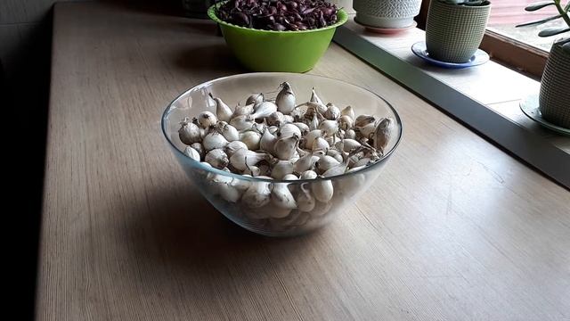 Лук-севок / Сажаю на головку и перо секретным способом / Огород дяди Вовы смотреть онлайн