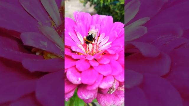 Про шмеля. смотреть онлайн