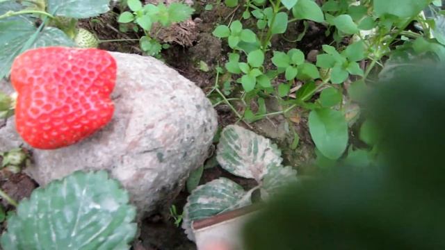 Клубника сорт Альба. Обзор зрелой крупноплодной гигантской ягоды, первого большаягода плодоношения. смотреть онлайн