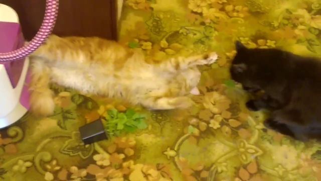 Эффект кошачьей мяты ) смотреть онлайн