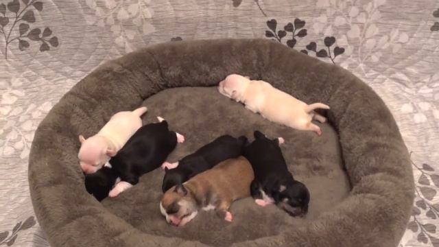 Презентация помета чихуахуа/Помет Б/Серия 2 смотреть онлайн