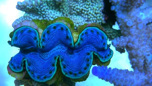 Tridacna maxima, squamosa, derasa - Dificil de mantener? смотреть онлайн