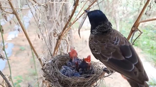 Angry DAD Breaks Down MANTIS TAIL for MisBehavie FULLVIDEO 9 DAY 8 смотреть онлайн