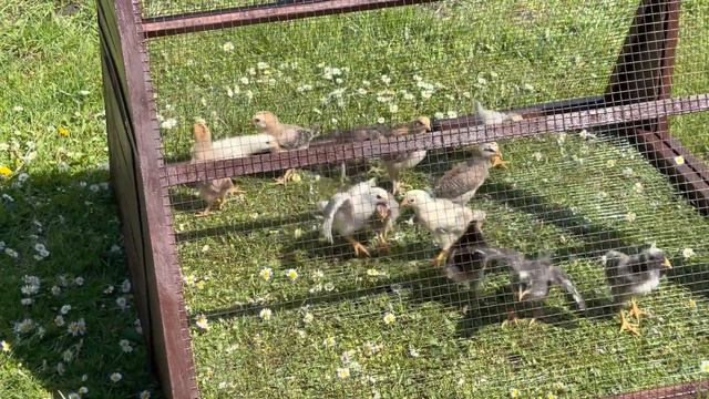 Летний домик для курочек смотреть онлайн