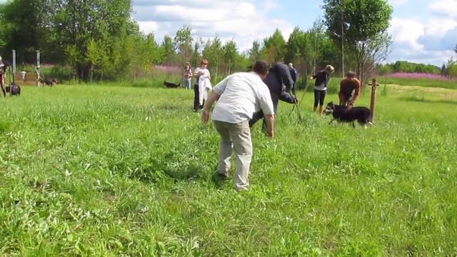 Хельхаус Риззо дрессировка в Торжке с Валентином Пасечником, передача поводка фигуранту.... смотреть онлайн