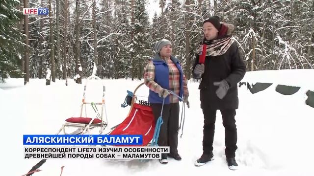Корреспондент Life78 изучил особенности древнейшей породы собак - маламутов смотреть онлайн
