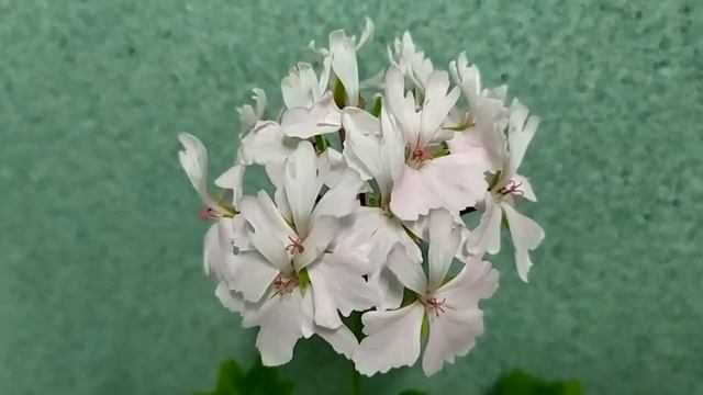 Лучшие сорта ! Бело-розовая звездчатая пеларгония стеллар Pat Hannam. Гений чистой красоты! смотреть онлайн