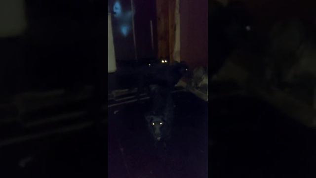 Многие собаки бояться грома смотреть онлайн