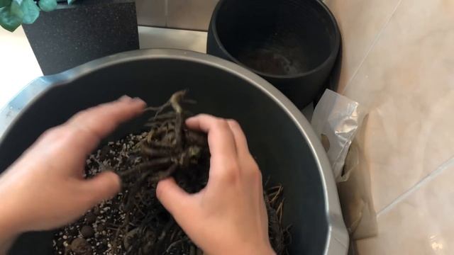 Замиокулькас / Омоложение Замиокулькаса / Размножение Замиокулькаса «веТками» смотреть онлайн