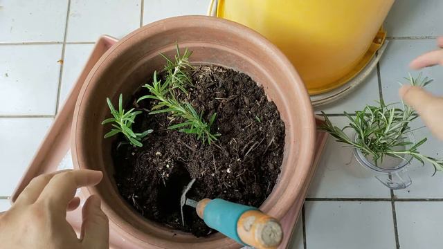 Cara Tanam Pokok Rosemary Dalam Pasu Besar & Boleh Letak Direct Bawah Matahari Terik !