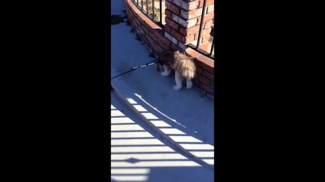 Akamaru's Dynamic Marking in Real Life смотреть онлайн