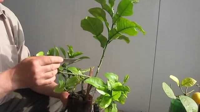 Размножение цитруса воздушным укоренением.Двойное укоренение ветки Памелы . смотреть онлайн