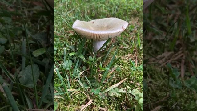 Destroying Angel - Pennsylvania’s epic Mushrooms ? смотреть онлайн