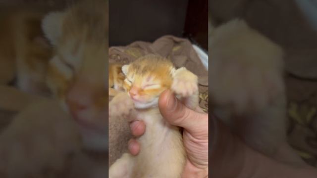 Новорожденный Абиссинский котёнок впервые открыл глазки!