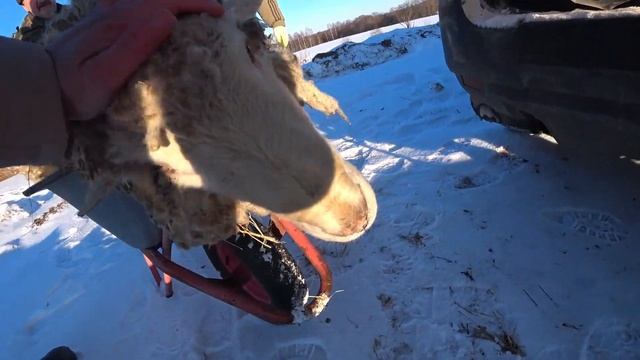 ПОКУПКА БАРАНА.// Поиски барана производителя. смотреть онлайн