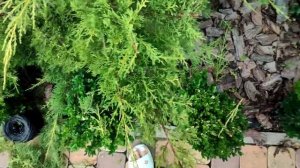 Стрижка можжевельника в форме лилия.