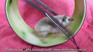 Ёжик бежит в колесе