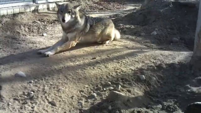 Grodno Zoo: welcome! смотреть онлайн