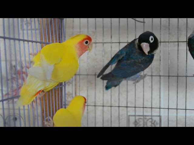 Несчастные неразлучники понемногу становятся счастливее! смотреть онлайн